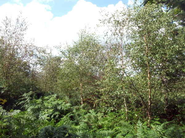 Kent Ramblers Walk Of The Month